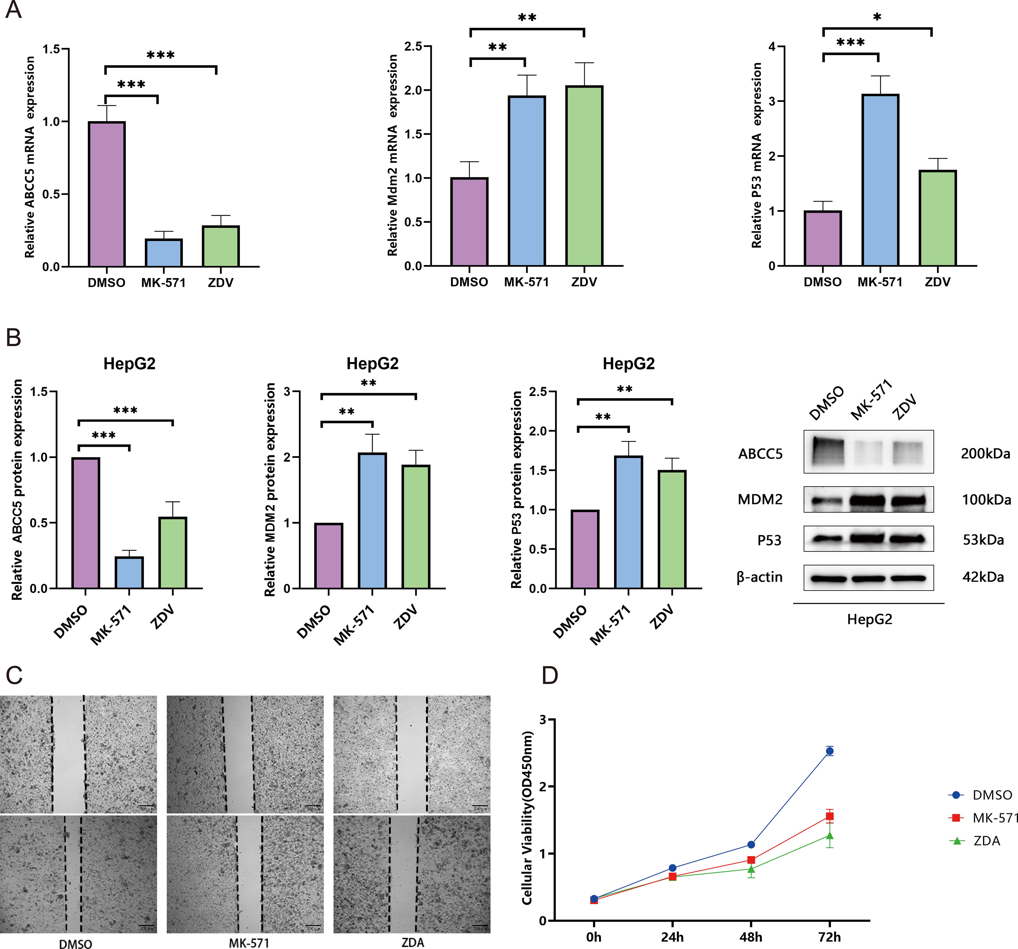 Bar charts and graphs showing the effects of DMSO, MK-571, and ZDV on HepG2 cells. Panel A displays mRNA expression levels for ABCC5, Mdm2, and P53 with statistical significance indicated by asterisks. Panel B presents protein expression with Western blot images showing bands for ABCC5, MDM2, P53, and β-actin. Panel C has images of cell migration assays under different treatments. Panel D shows a line graph of cellular viability over time, comparing DMSO, MK-571, and ZDA. Statistical significance is indicated with asterisks.