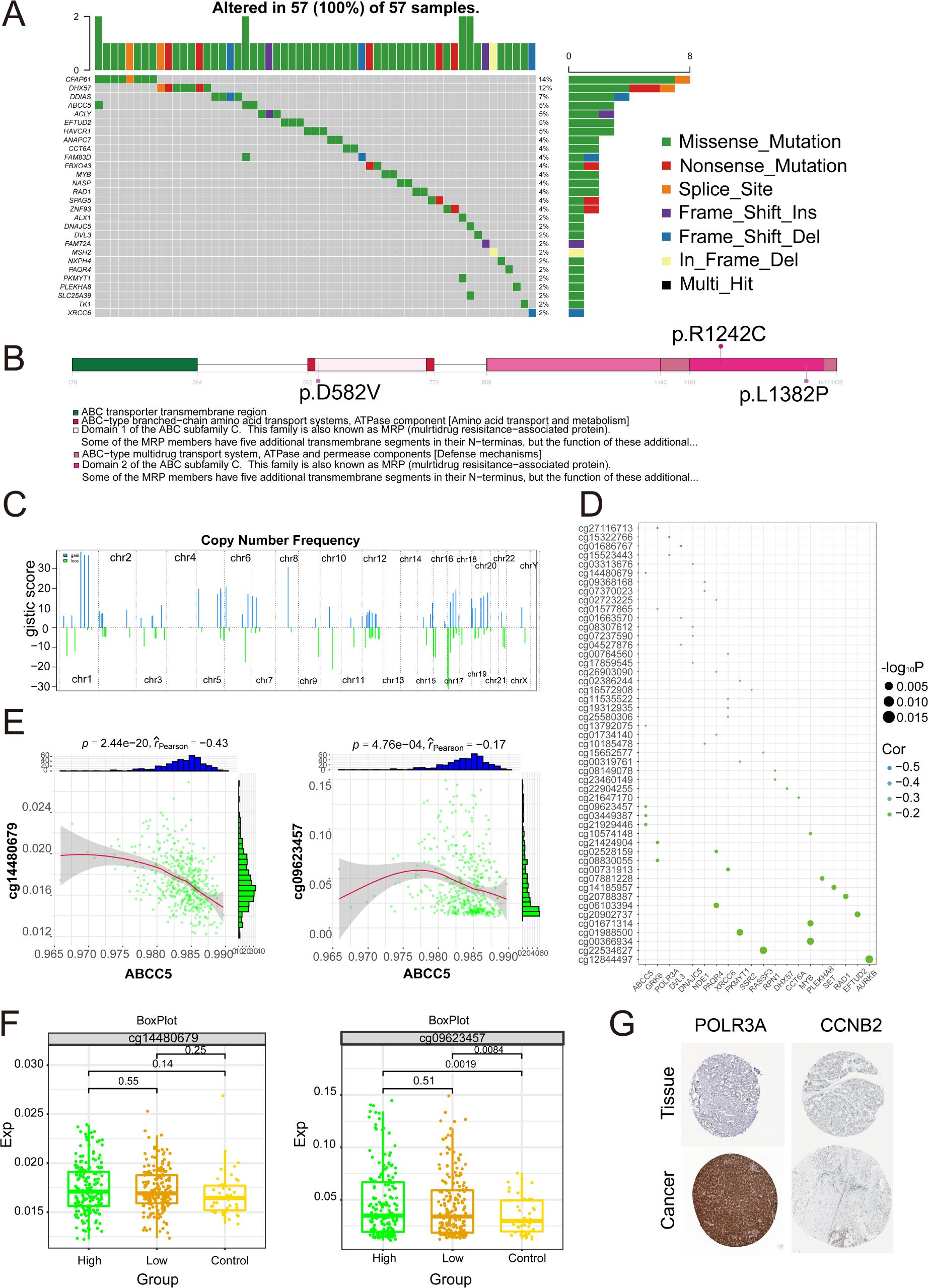 A composite of scientific charts and diagrams. Panel A displays a mutation distribution chart across 57 samples, showing types like missense and nonsense mutations. Panel B illustrates a gene structure with mutation sites marked. Panel C depicts a bar plot of copy number frequency across chromosomes. Panel D features a dot plot of significance scores and correlations. Panel E includes scatter plots with regression lines for two gene expression correlations. Panel F presents box plots of expression levels across different sample groups. Panel G shows stained tissue and cancer samples comparing POLR3A and CCNB2 expression.