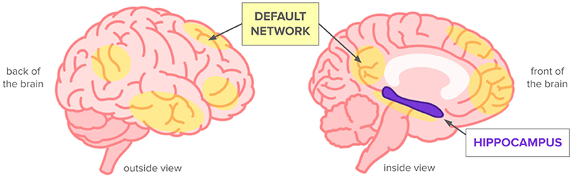 Illustration of the human brain showing two views: outside and inside. The outside view highlights the “Default Network” in yellow areas. The inside view shows the “Hippocampus” in purple, marked near the center. Labels indicate the back of the brain on the left and the front on the right.