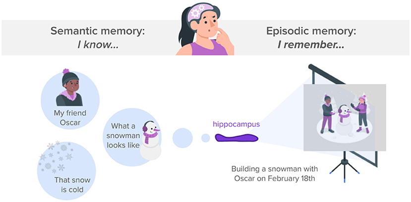 Illustration comparing semantic and episodic memory. On the left, semantic memory is depicted with images showing knowledge about a friend Oscar, what a snowman looks like, and that snow is cold. On the right, episodic memory is illustrated with a projector displaying a scene of building a snowman with Oscar on February eighteenth, labeled with “hippocampus.” A person at the top ponders this information.