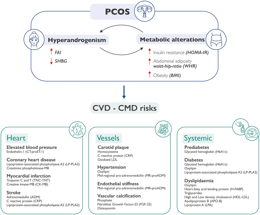 Diagram illustrating the link between polycystic ovary syndrome (PCOS) and cardiovascular -cardiometabolic diseases. An existing loop between hyperandrogenism and metaboic abnormalities can result in PCOS occurrence. The co-existence of these conditions may increase cardiovascular and cardiometabolic risk in these patients. Hyperandrogenism correlates with elevated FAI and reduced SHBG levels, while metabolic alterations include: insulin resistance, abdominal adiposity, and obesity. The co-existence of these conditions may increase cardiovascular and cardiometabolic risk in these patients. Typical risk factors for CVD and CMD may be respresented by specific biomarkers such as elevated blood pressure and myocardial infarction for heart conditions, carotid plaque and hypertension for vessel issues, and prediabetes, diabetes, dyslipidaemia for systemic diseases.