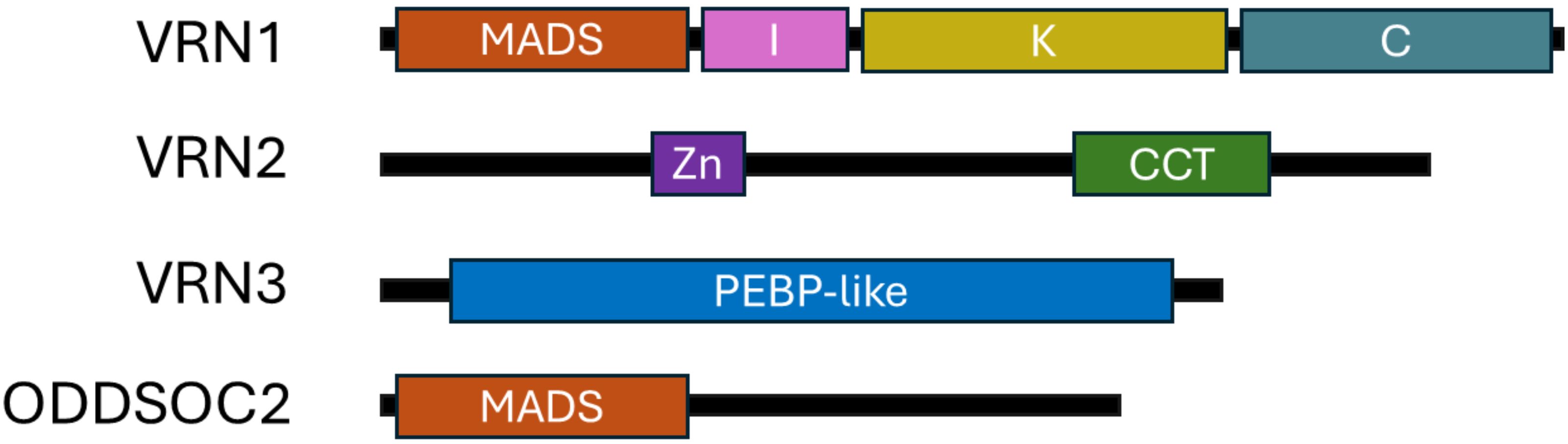 Diagram showing four gene models: VRN1, VRN2, VRN3, and ODDSOC2. VRN1 has MADS, I, K, and C domains. VRN2 has Zn and CCT domains. VRN3 features a PEBP-like domain. ODDSOC2 has a MADS domain.