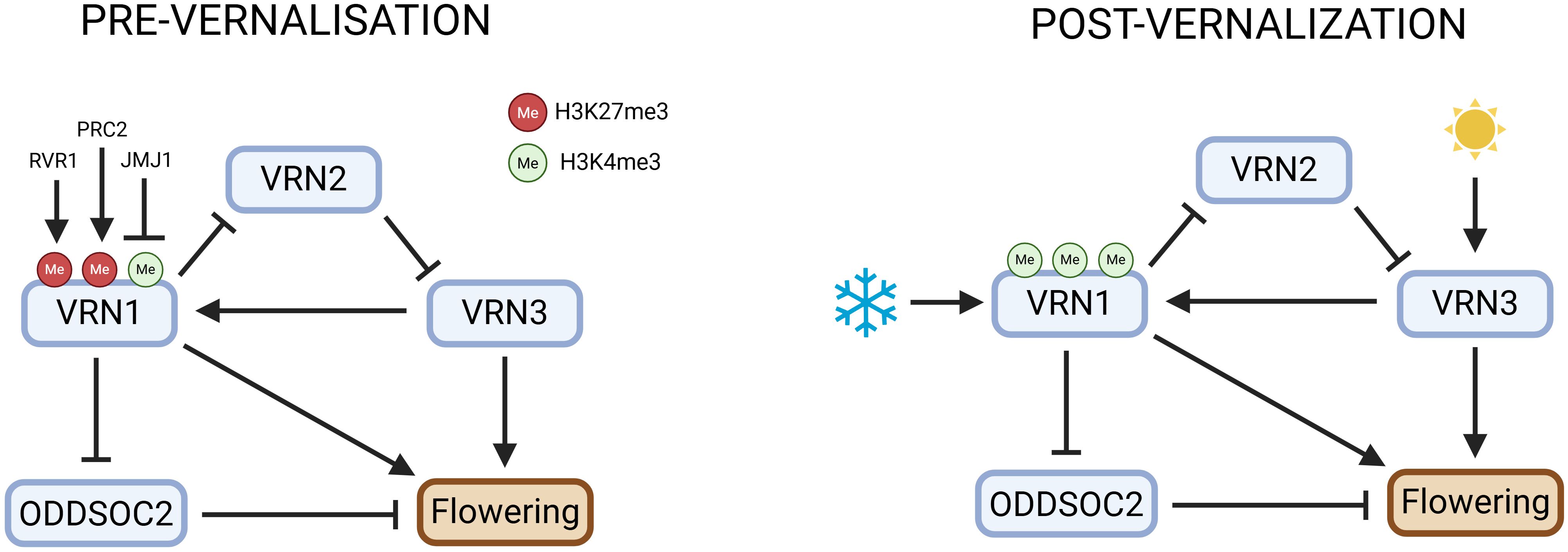 Diagram contrasting pre-vernalization and post-vernalization processes in plants. Left shows pre-vernalization with VRN1, VRN2, and VRN3 proteins interacting, with methylation states H3K27me3 and H3K4me3, inhibiting flowering. Right shows post-vernalization with snowflake and sun symbols, indicating cold and light triggering VRN pathways, leading to flowering.