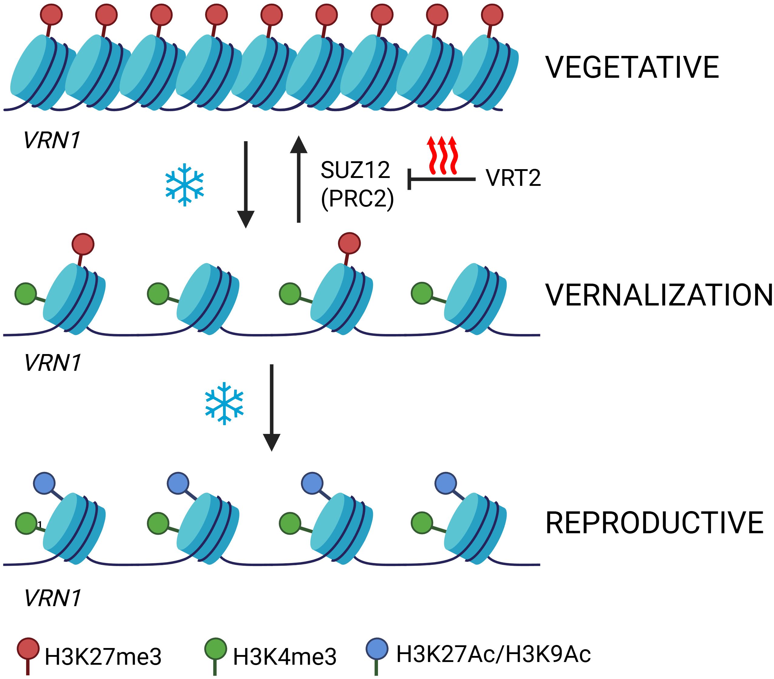 Diagram illustrating the process of vernalization in plants. The top section shows a condensed chromatin state labeled “Vegetative” with VRN1 and red markers (H3K27me3). The middle section, labeled “Vernalization,” shows a partially open chromatin with green markers (H3K4me3). SUZ12 (PRC2) inhibits VRT2, indicating temperature influence. The bottom section, labeled “Reproductive,” shows fully open chromatin with blue markers (H3K27Ac/H3K9Ac), representing activation. Snowflakes symbolize cold-induced changes.
