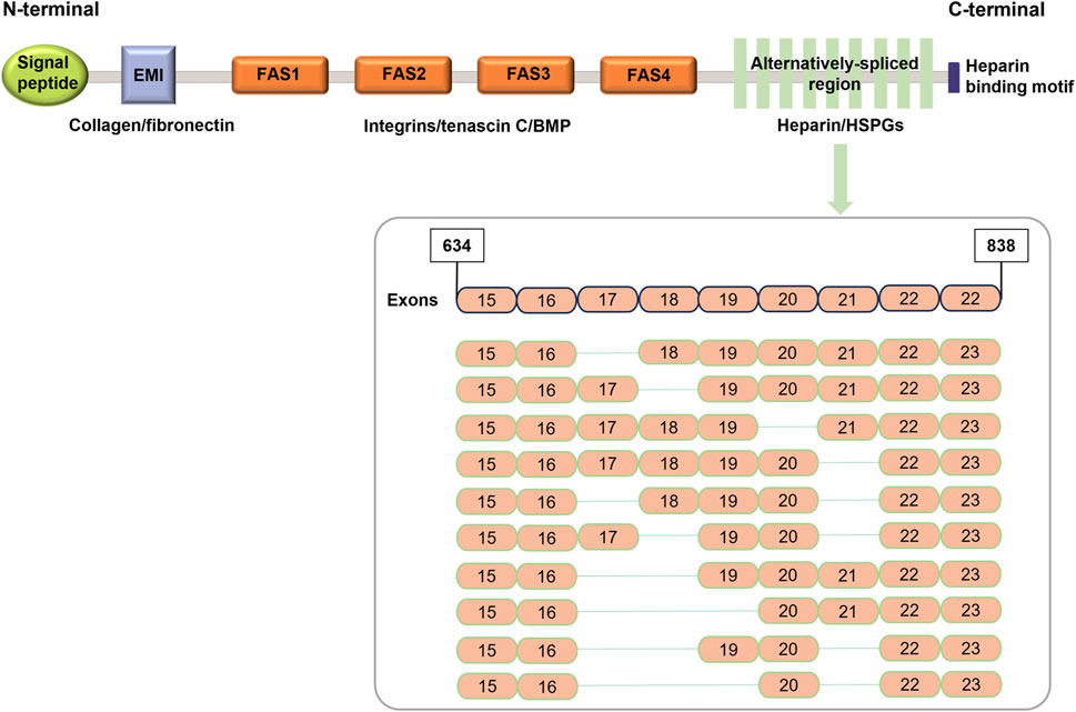 Diagram showing a protein structure from N-terminal to C-terminal. Features include a signal peptide, EMI domain, FAS1-FAS4 domains, and an alternatively-spliced region. Heparin/HSPGs and a heparin binding motif are labeled. Below, a grid depicts exon arrangements, numbered fifteen to twenty-three, with connections indicating splicing patterns.