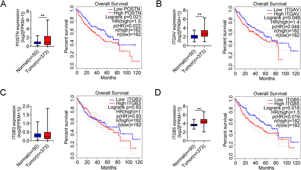 Four panels (A-D) depict box plots and survival curves for gene expression in normal and tumor samples. Panel A: POSTN expression is higher in tumors; survival decreases with high POSTN. Panel B: ITGAV expression is higher in tumors; survival decreases with high ITGAV.Panel C: ITGB3 expression shows minimal difference; survival is similar with high or low ITGB3.Panel D: ITGB5 expression is higher in tumors; survival decreases with high ITGB5. Significant differences are marked with asterisks, showing statistical significance levels.