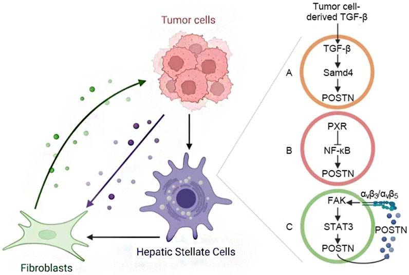 Diagram illustrating the interaction between tumor cells, fibroblasts, and hepatic stellate cells. Tumor cells release signals affecting stellate cells, which influence fibroblasts. On the right, three pathways (A, B, C) detail processes involving TGF-β, Samd4, POSTN, PXR, NF-κB, FAK, STAT3, and integrins. Arrows and colored circles indicate the signal flow and molecular interactions.