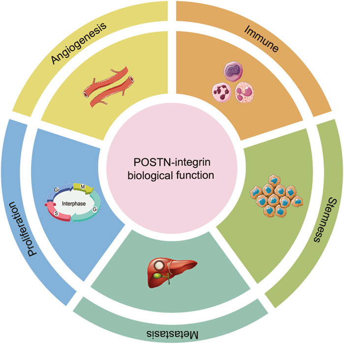 Diagram illustrating the biological functions of POSTN-integrin, segmented into angiogenesis (red vessels), immune response (purple and pink cells), stemness (cluster of cells), proliferation (cell cycle), and metastasis (liver). The central circle highlights the integral role of POSTN-integrin.