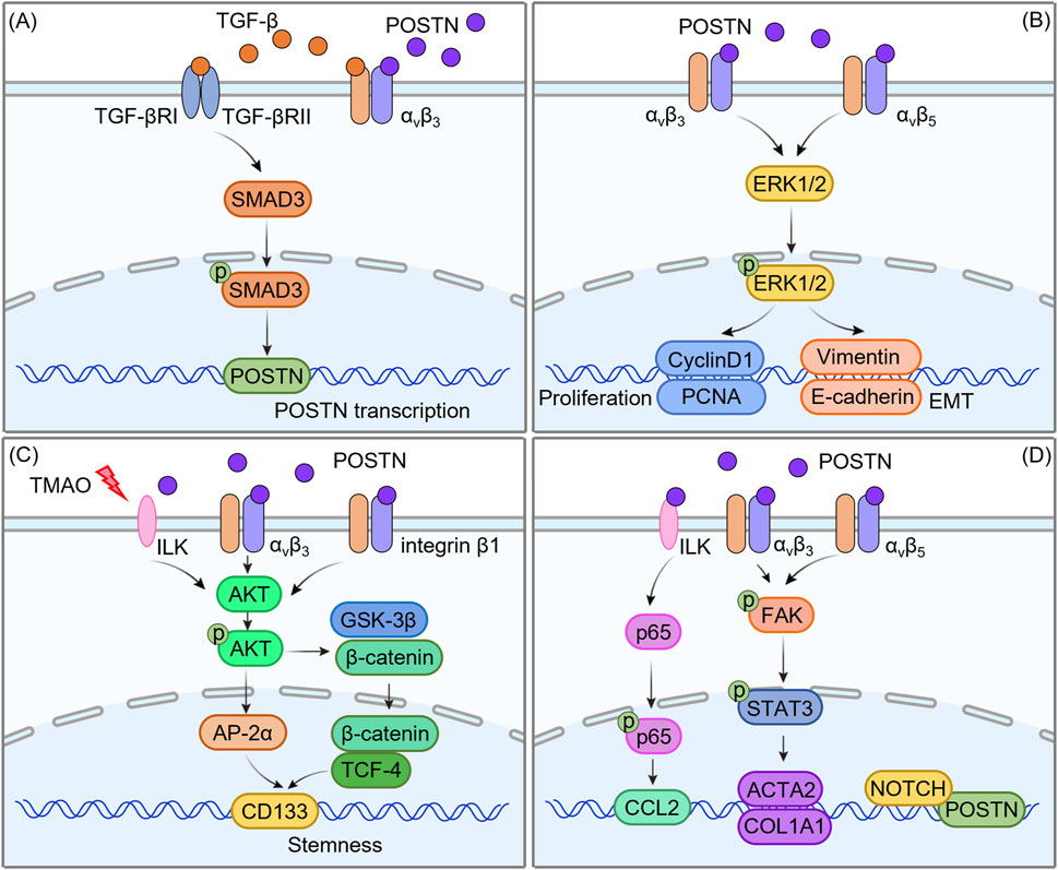 Diagram with four panels labeled A to D, illustrating signaling pathways involving POSTN in cellular processes. (A) Shows TGF-β activating SMAD3, leading to POSTN transcription. (B) Demonstrates POSTN interacting with integrins to activate ERK1/2, promoting proliferation and EMT markers like Vimentin. (C) Displays TMAO inducing AKT phosphorylation through ILK, affecting stemness via β-catenin and TCF-4. (D) Illustrates POSTN engagement activating pathways through FAK and STAT3, influencing gene expressions like ACTA2 and COL1A1.