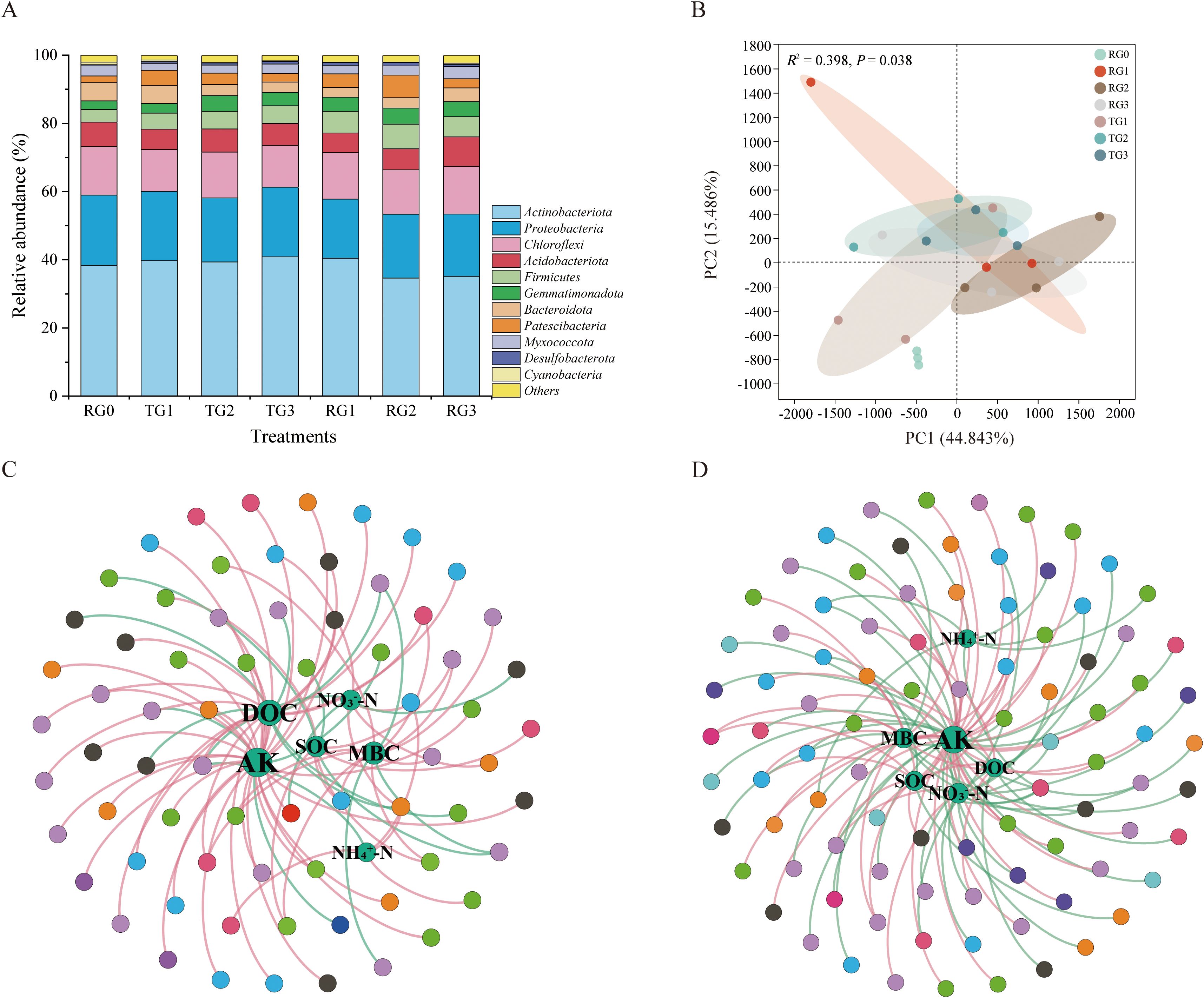 A: Stacked bar chart showing relative abundance of different bacterial groups across treatments RG0, TG1, TG2, TG3, RG1, RG2, and RG3. B: Scatter plot illustrating principal component analysis, showing clustering of different treatments based on PCs with shaded ellipses. C and D: Network diagrams depicting microbial interactions with central nodes labeled DOC, AK, SOC, MBC, NO3-N, and NH4-N, connected to outer nodes with varying colors.
