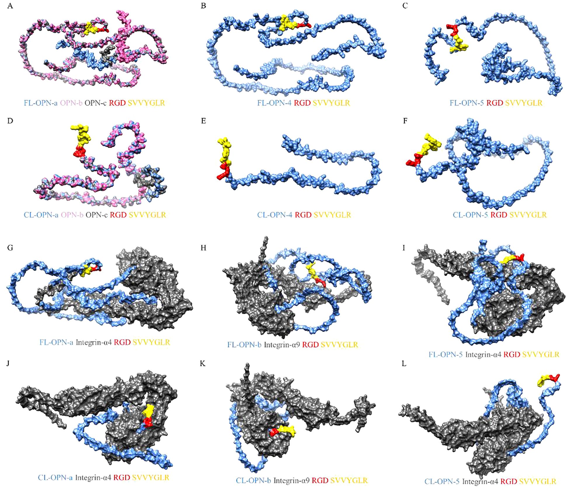 Frontiers | The immune duality of osteopontin and its