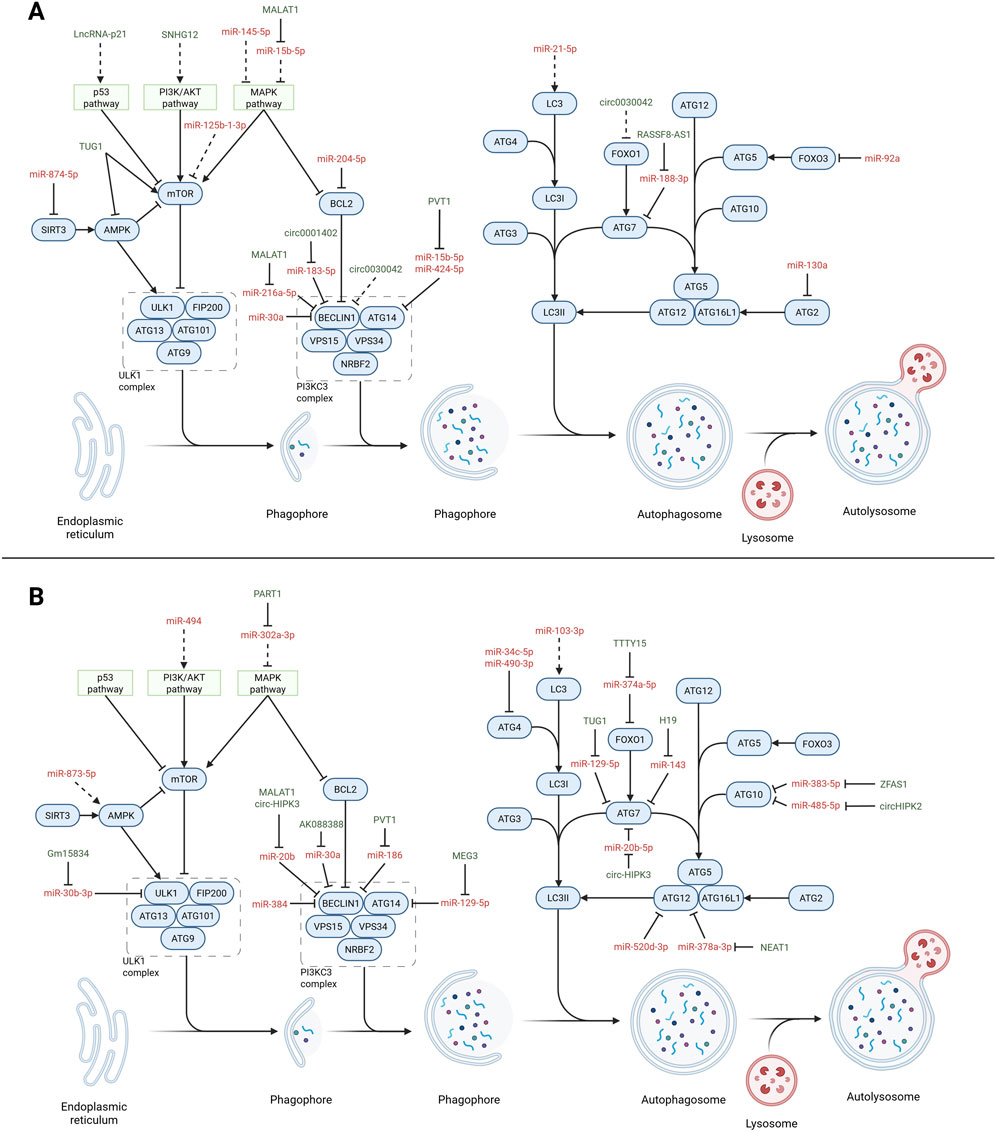 Diagram depicting autophagy pathways influenced by various microRNAs and signaling molecules. The pathways are represented in two panels, A and B, showing different interactions among components like mTOR, AMPK, ATGs, and others. The visual illustrates stages from phagophore formation to autolysosome creation, highlighting the role of specific microRNAs at each point. Connections indicate activation or inhibition, detailing processes linked to the endoplasmic reticulum and cellular autophagy regulation.
