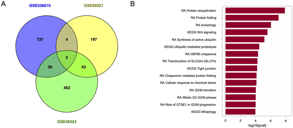 The Venn diagram on the left shows the overlap among differentially expressed genes from three datasets: GSE236610, GSE99321, and GSE46224. GSE236610 has 737 unique elements, GSE99321 has 197, and GSE46224 has 462, with few overlapping elements. The bar chart on the right lists biological processes and pathways, measured by -log10(p-value), highlighting significant pathways such as protein ubiquitination and folding, autophagy, and Wnt signaling.