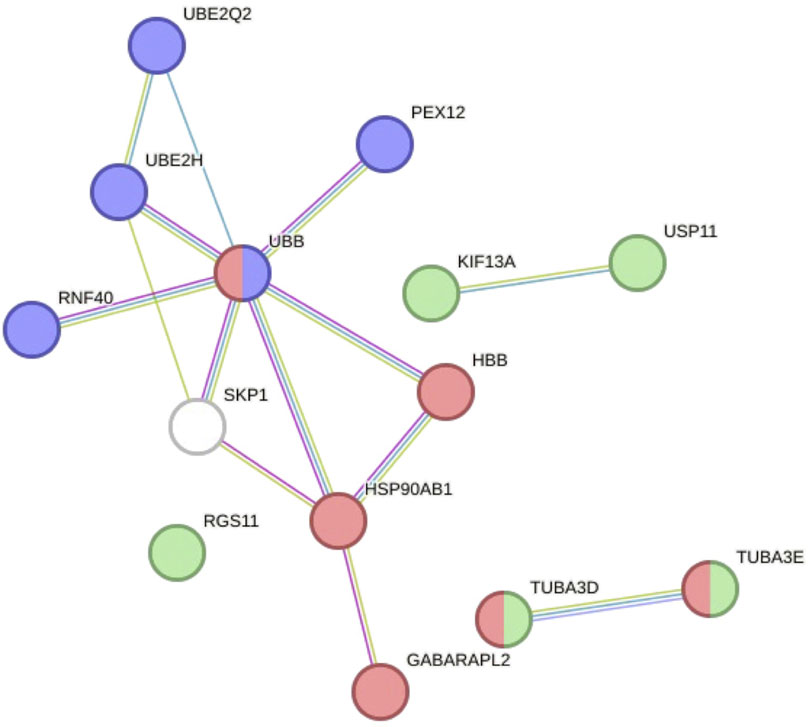 Protein interaction network diagram showing nodes connected by lines. Core proteins include UBB, SKP1, and HSP90AB1, with connections to others like TUBA3E, UBE2Q2, and HBB. Nodes are colored differently, indicating various categories or properties.