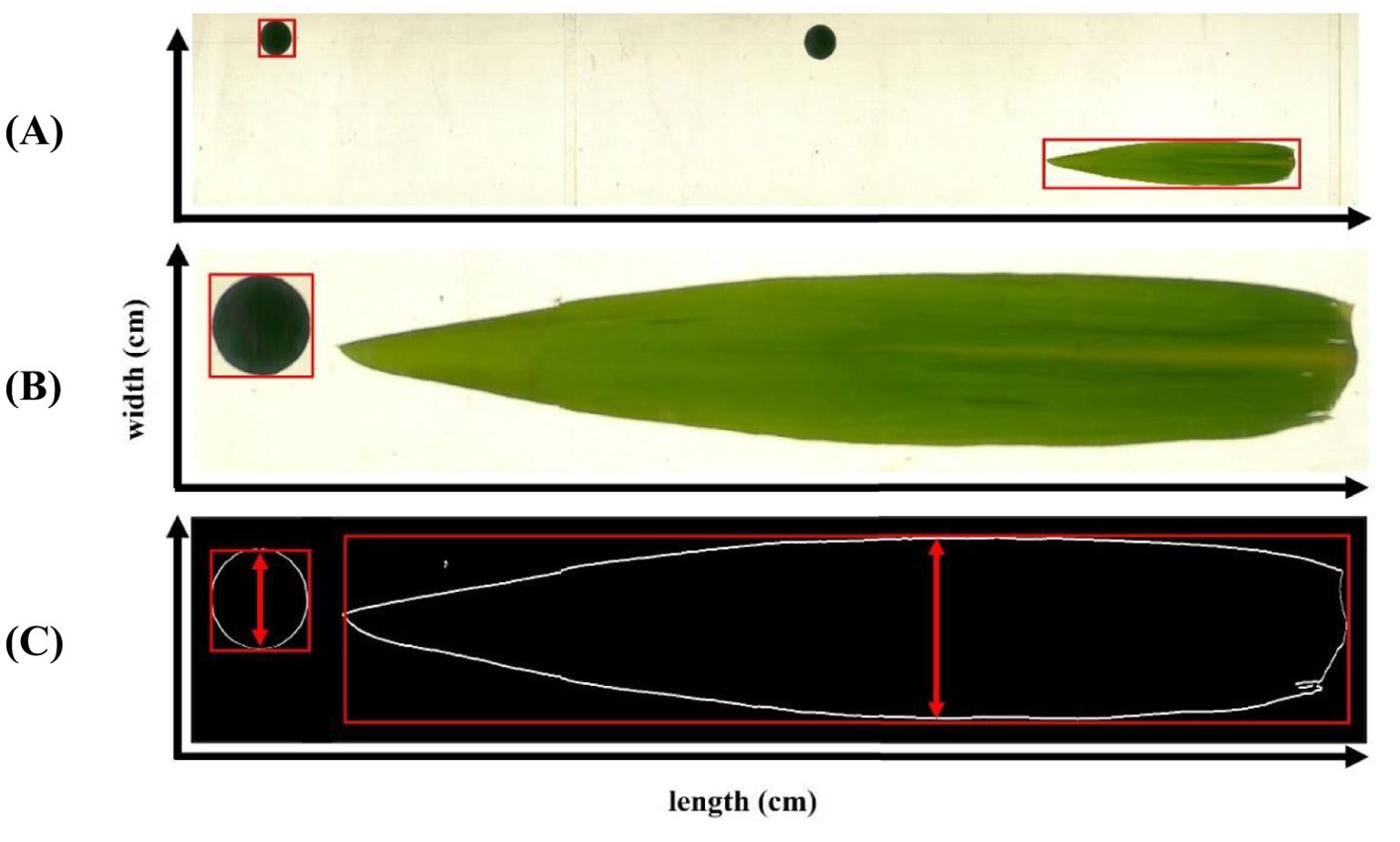 Illustration of three panels labeled A, B, and C, showing droplets spreading on a surface. Panel A displays a small, round droplet. Panel B shows a green-tinted elongated droplet. Panel C depicts the elongated droplet's outline on a black background with red measurement annotations indicating width and length. Each panel includes arrows for width (vertical) and length (horizontal) measurements in centimeters.