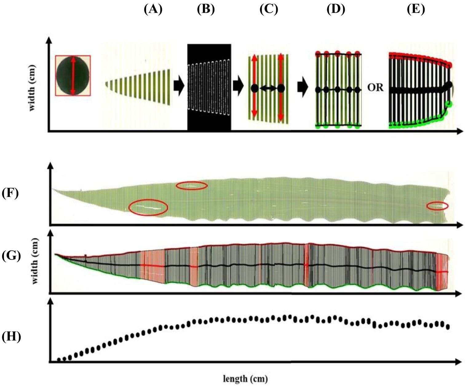 Diagram illustrating a process through labeled panels A to E, showing different stages with arrows indicating transitions. Panels F and G display graphs with highlighted segments in red, depicting variations in a green pattern. Panel H shows a line graph with black dots representing data points over the length in centimeters.