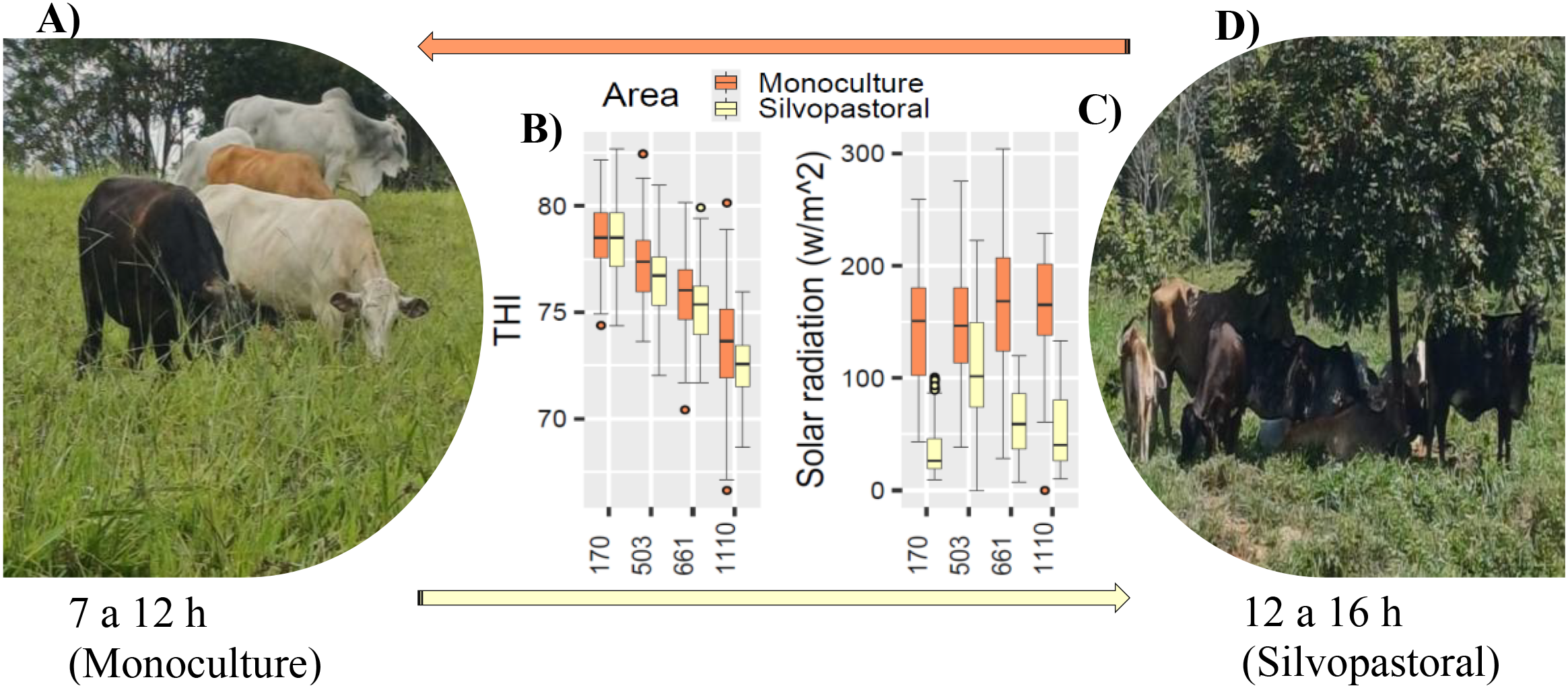 A) Cows grazing in a monoculture pasture. B) Box plots show THI and solar radiation levels for monoculture and silvopastoral areas. C) Cows beneath trees in a silvopastoral setting. D) Timeframes indicated: 7 to 12 hours for monoculture, 12 to 16 hours for silvopastoral.