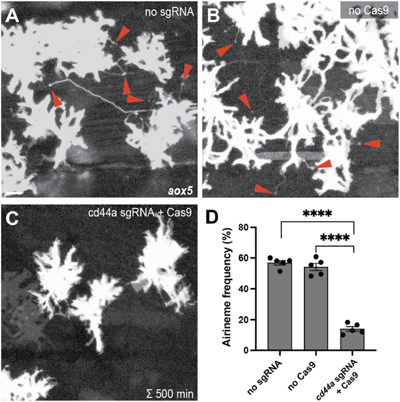 Panels A, B, and C show microscopic images of cell structures with red arrows pointing to specific features. Panel A is labeled "no sgRNA", B is "no Cas9", and C is "cd44a sgRNA + Cas9". Panel D is a bar graph comparing airneme frequency percentages for each condition, showing high frequencies for "no sgRNA" and "no Cas9", and a significantly lower frequency for "cd44a sgRNA + Cas9". Statistical significance is indicated with asterisks.