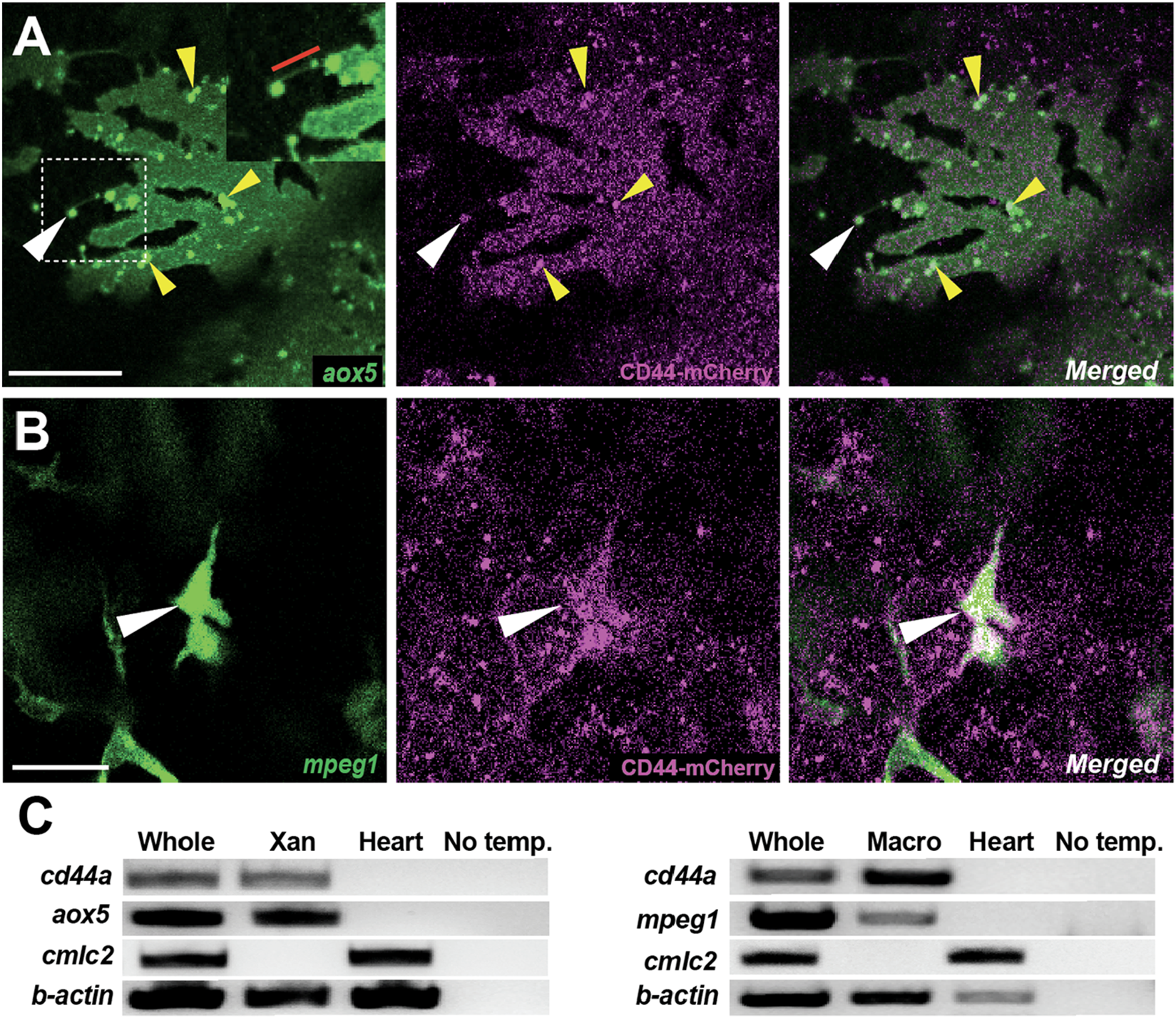 Fluorescent microscopy images showing expression of aox5 and CD44-mCherry in section A, labeled with green and magenta, respectively, with merged results on the right. Section B displays mpeg1 and CD44-mCherry expression with similar color coding. White and yellow arrows indicate specific areas. Panel C shows an RT-PCR comparing RNA expression across different conditions for cd44a, aox5, cmlc2, and b-actin, with visible bands indicating varying expression levels.