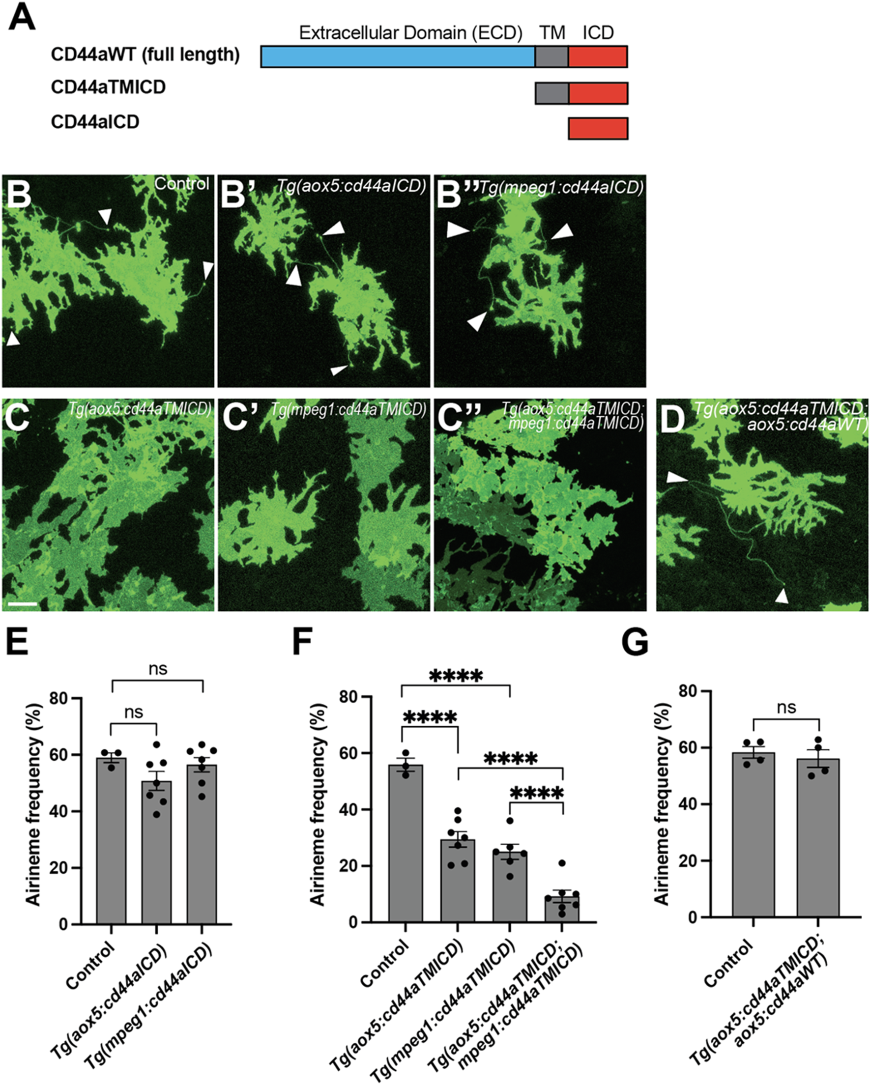 Diagram A shows the structural domains of CD44a variants: full length, TMICD, and ICD. Images B-D depict fluorescently labeled cellular structures with different genetic modifications. Panels E-G are bar graphs comparing airineme frequency under various genetic conditions, highlighting significant differences (**p < 0.0001**). Arrowheads in the images indicate notable features.