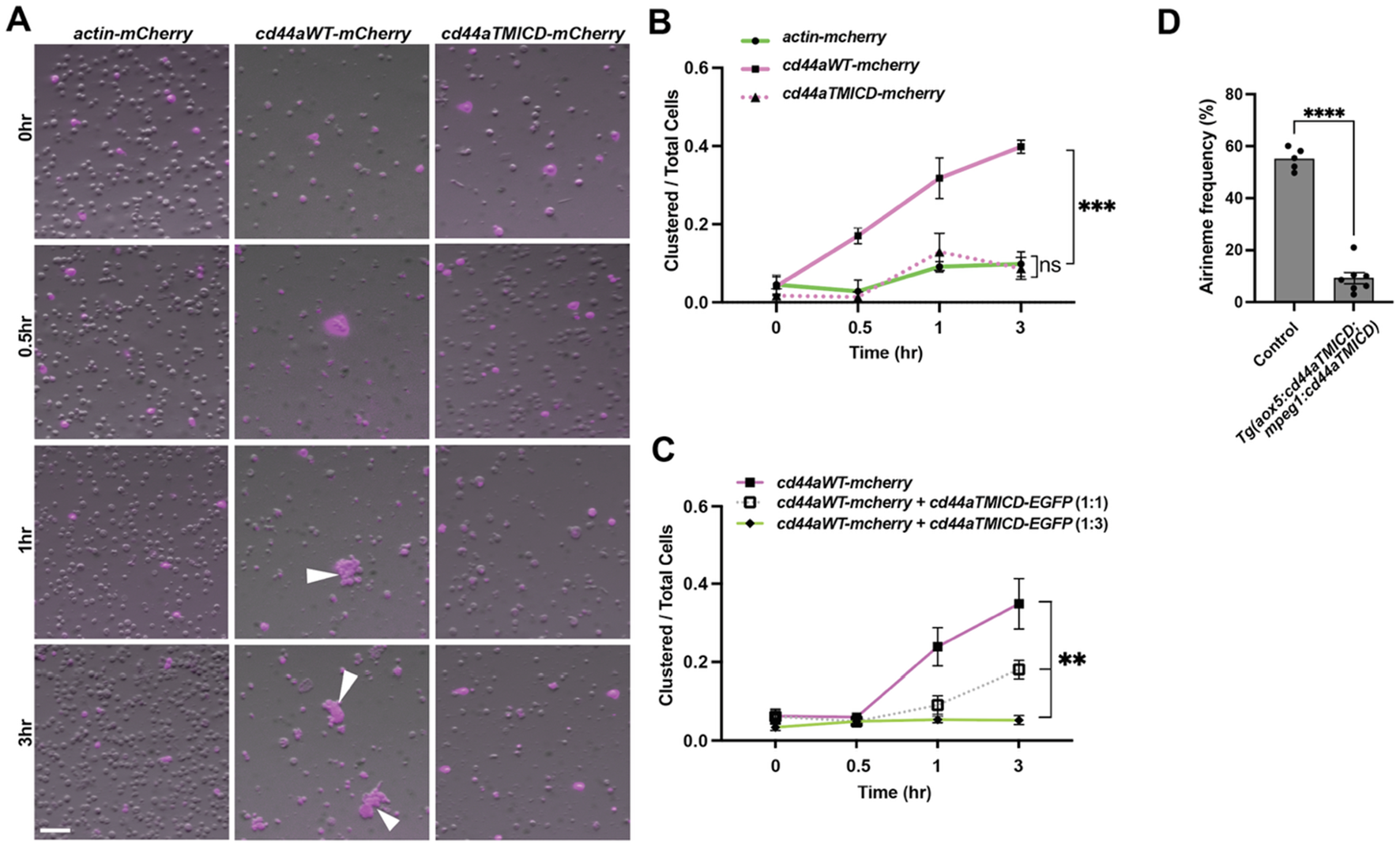 Panel A shows microscopic images over time (0, 0.5, 1, and 3 hours) of cells expressing actin-mCherry, cd44aWT-mCherry, and cd44aTMICD-mCherry, with visible clustering. Panels B and C present line graphs plotting the ratio of clustered cells over total cells for these conditions, highlighting significant clustering for cd44aWT-mCherry. Panel D is a bar graph showing the airneme frequency percentages, significantly higher in the control compared to the experimental group, with statistical significance indicated by asterisks.