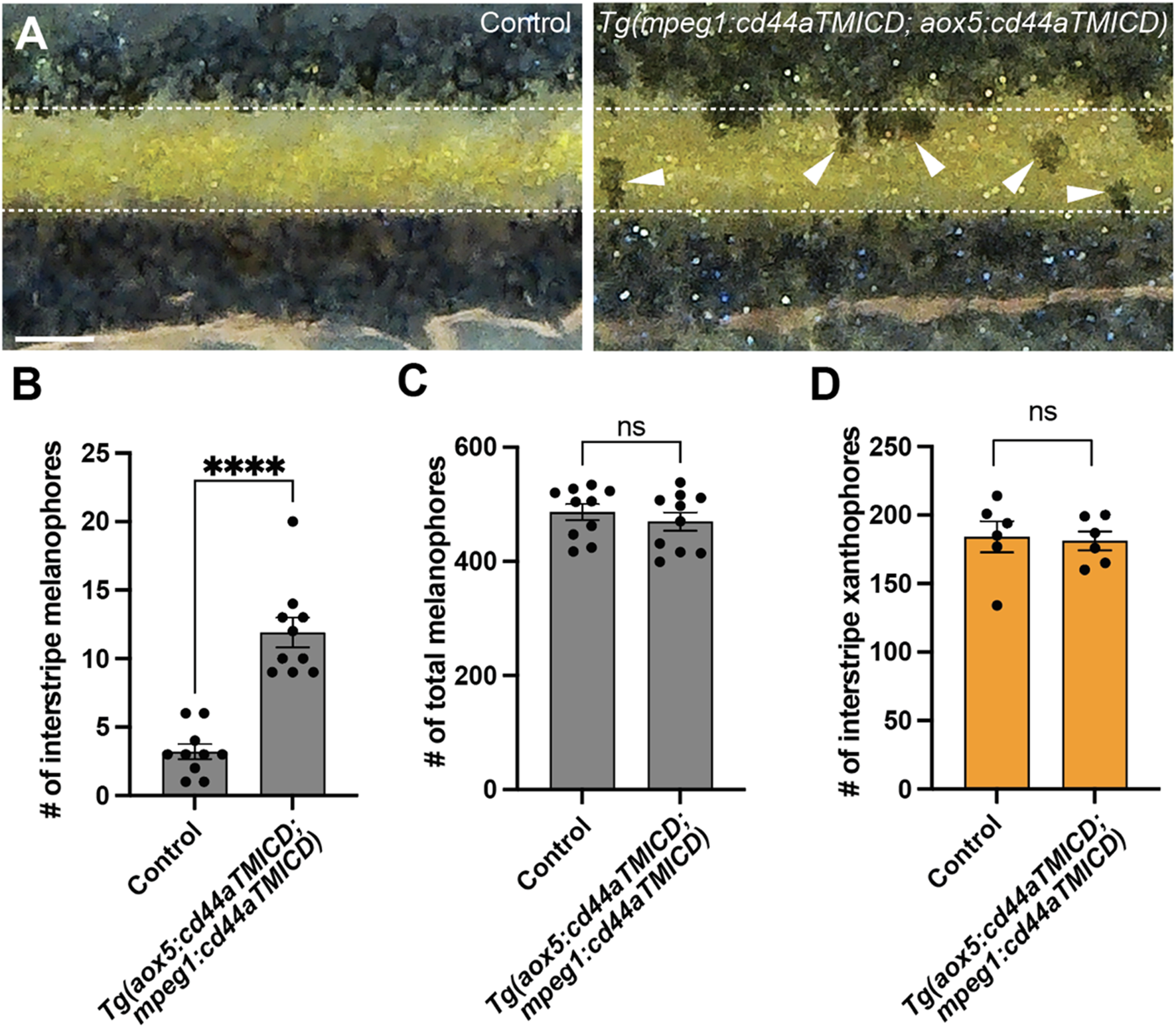 Panel A shows a comparison of pigmentation patterns between control and transgenic samples with visible interstripe melanophores and xanthophores marked. Panel B displays a bar chart comparing the number of interstripe melanophores, indicating a significant increase in transgenic samples. Panel C shows a bar chart of total melanophores, with no significant difference. Panel D illustrates a bar chart of interstripe xanthophores, also showing no significant difference between groups. Data points are represented as dots, with statistical significance noted as asterisks and "ns" for non-significance.