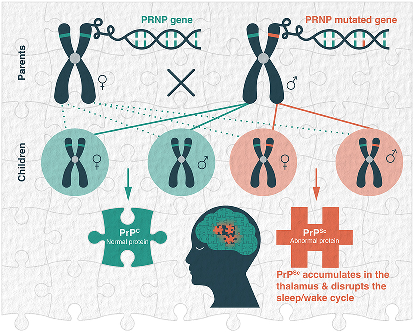Figure 1 - The genetic basis of fatal familial insomnia.