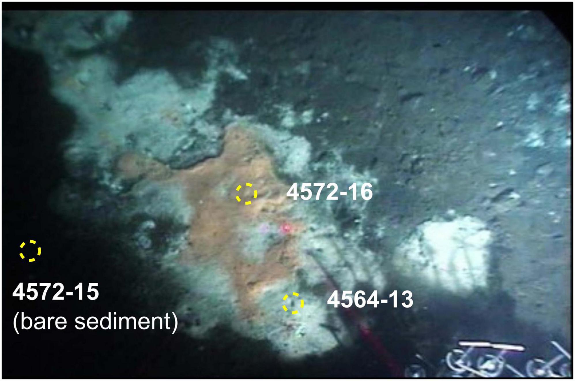 Underwater image showing a section of the ocean floor with core locations labeled 4572-15, 4572-16, and 4564-13. The labels indicate areas of bare sediment and other geological features. A tool or probe partially visible at the bottom right.