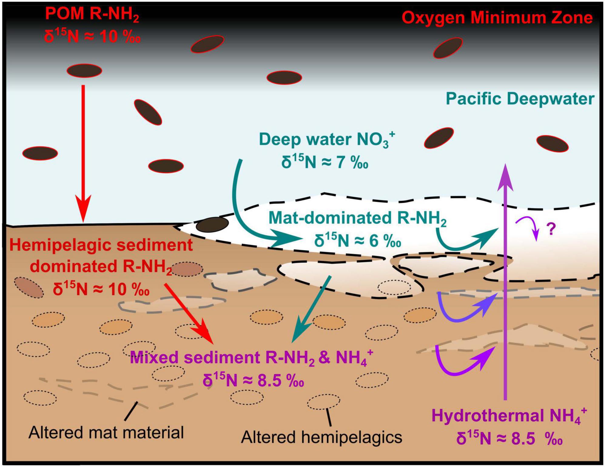 Diagram illustrating nitrogen isotope variations within different oceanic zones. It shows an Oxygen Minimum Zone with particulate organic matter and reduced nitrogen. Hemipelagic sediments have a δ¹⁵N of 10 per mill, while mixed sediments and hydrothermal areas have δ¹⁵N values around 8.5 per mill. Pacific Deepwater nitrates have a δ¹⁵N of 7 per mill, and mat-dominated sediments have a δ¹⁵N of 6 per mill. Arrows indicate movement and mixing of nitrogen isotopes, highlighting nitrogen cycling in ocean sediments and waters.