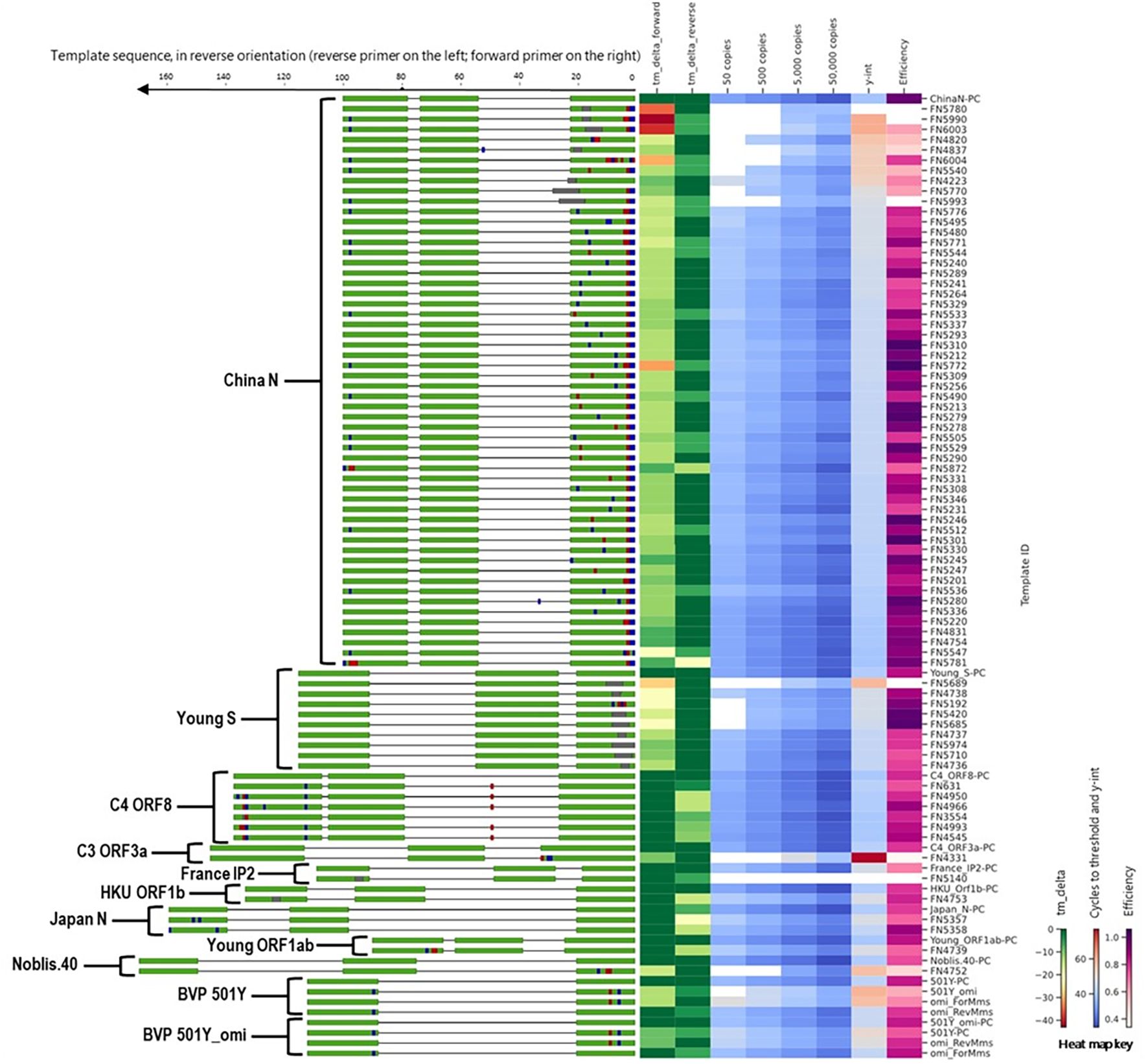 A heat map displaying primer-template specificity and efficiency across multiple assay amplicon sequences. The left panel displays sequences with color-coded primers, while the right panel includes a heatmap indicating copy efficiency and correlation. Mutations in primer binding regions are annotated.  A heatmap key is provided at the bottom right.