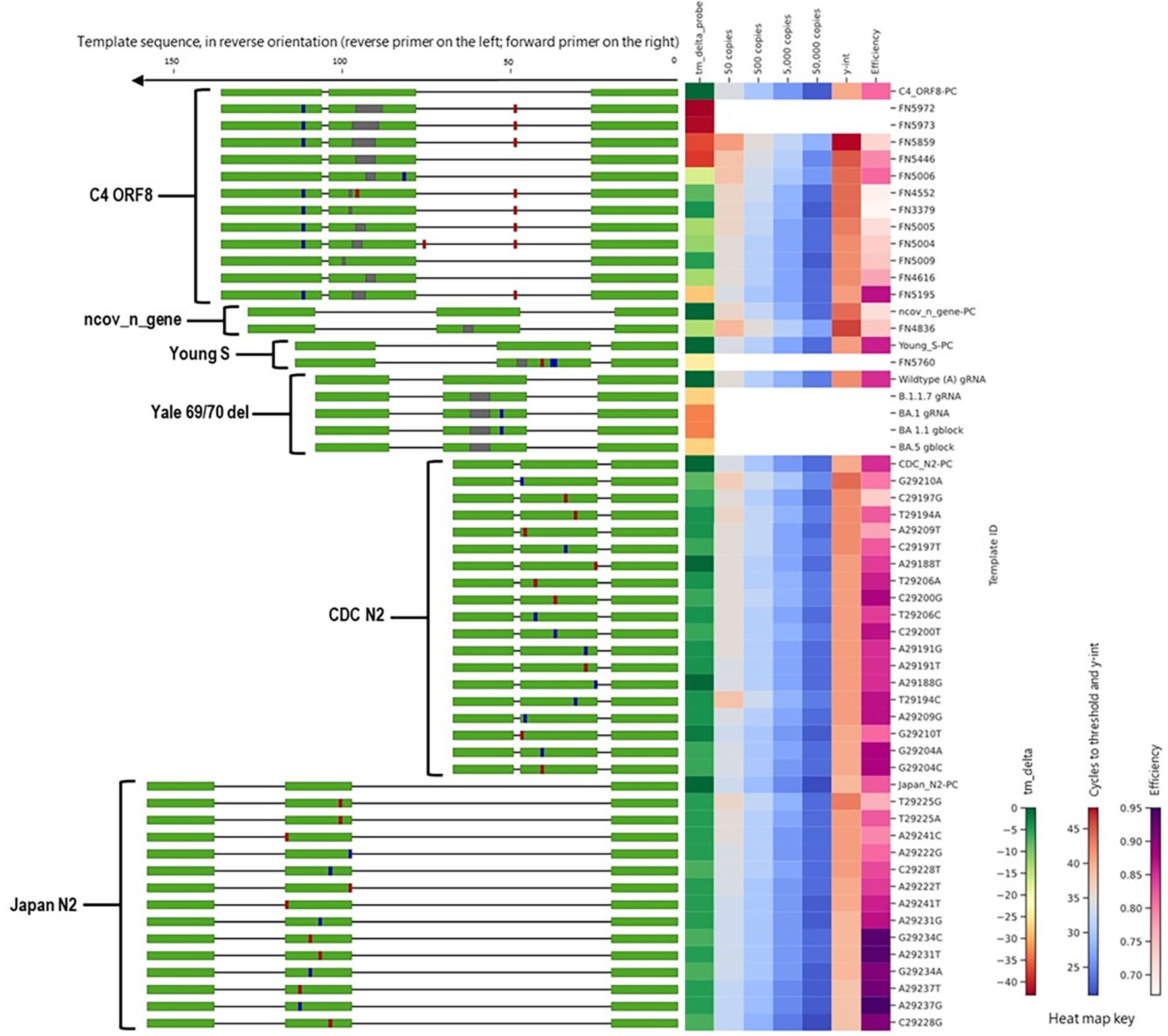 A heat map displaying probe-template specificity and efficiency across multiple assay amplicon sequences. The left panel displays sequences with color-coded probes, while the right panel includes a heatmap indicating copy efficiency and correlation. Mutations in probe binding regions are annotated.  A heatmap key is provided at the bottom right.