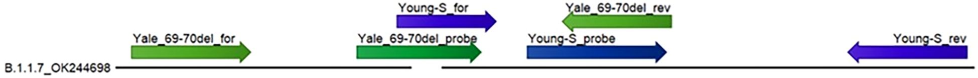 Diagram of variant B.1.1.7 with a 6-nucleotide deletion in the S gene that causes delayed amplification for the Young-S assay (green arrows) and false-negative results for the Yale_69-70del assay (blue arrows). The deletion is within the forward primer binding site for the Young-S assay, and in the probe binding site for the Yale_69-70del assay.