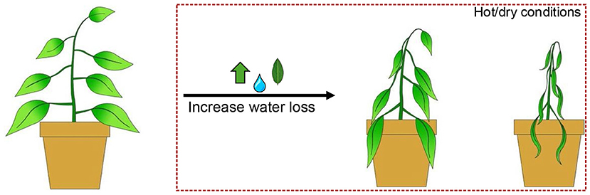 Illustration showing a healthy plant with upright leaves in a pot on the left side. In the center, symbols indicate upward growth with a water droplet and a green leaf. On the right, the plant is depicted in hot and dry conditions with drooping leaves and wilting, showing a progression from healthy to stressed.
