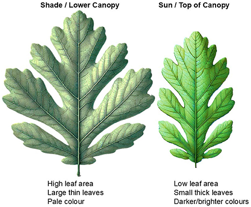 Illustration of two leaves comparing growth in different canopy layers. The left leaf, from the shade or lower canopy, shows high leaf area, is large, thin, and pale. The right leaf, from the sun or top canopy, shows low leaf area, is small, thick, with darker, brighter colors.