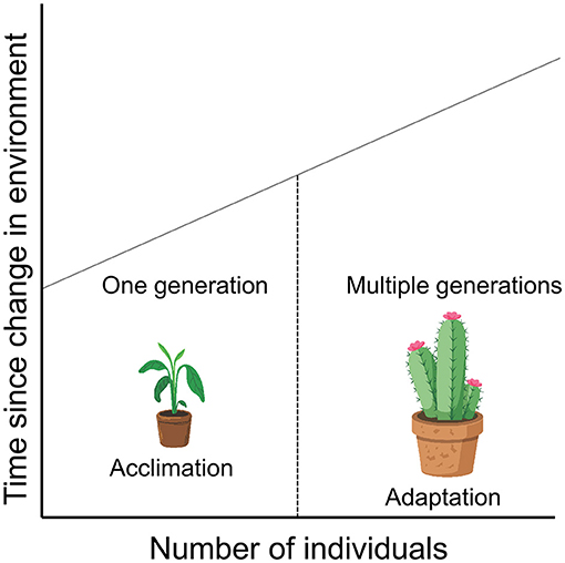 Graph depicting the relationship between time since environmental change and number of individuals. It distinguishes between acclimation occurring in one generation, represented by a potted plant, and adaptation over multiple generations, illustrated by a cactus.