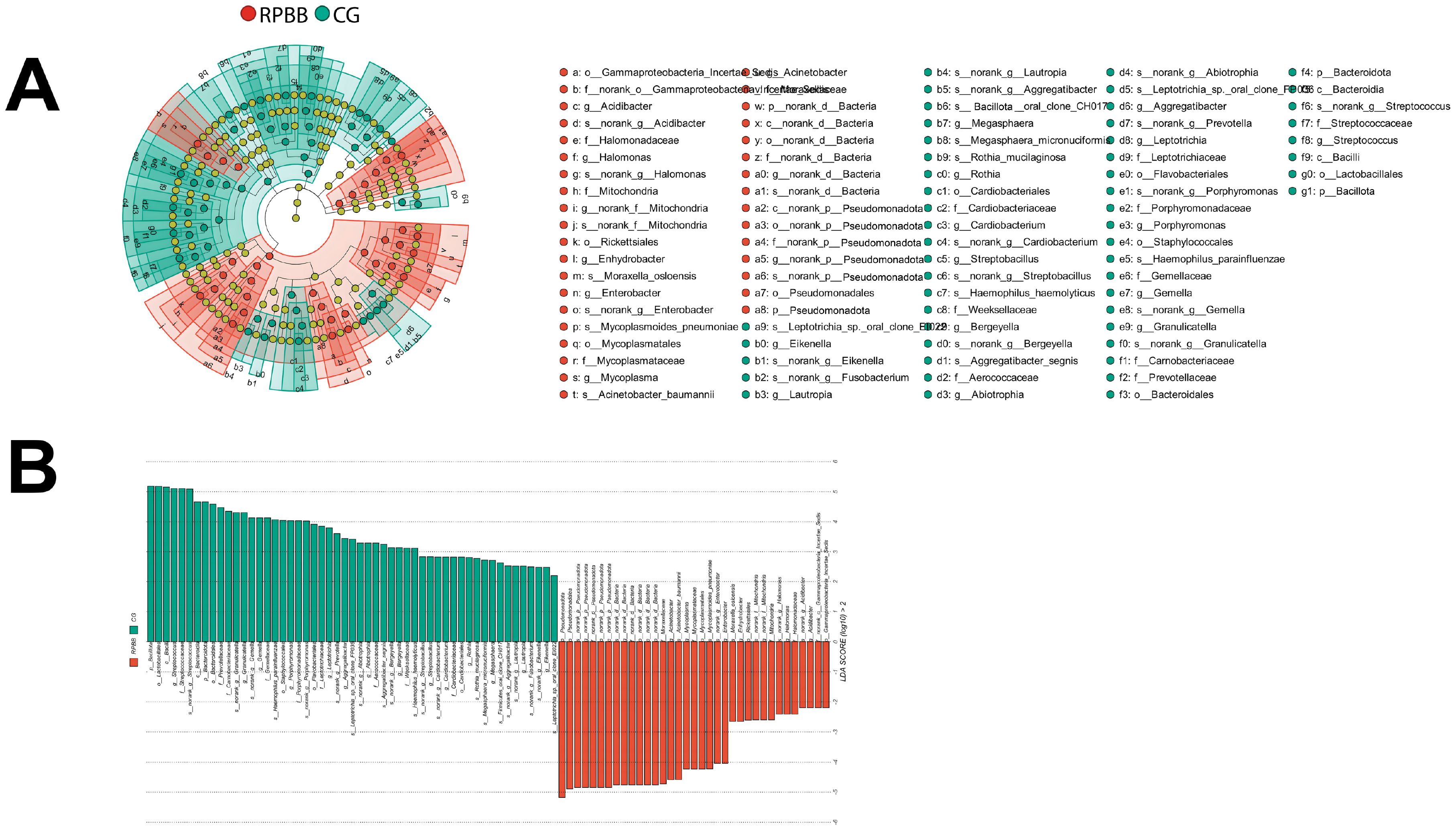 A circular heatmap and bar chart comparing two datasets, labeled RPBB (red) and CG (green). Panel A displays a circular heatmap with hierarchical sections and yellow dots, featuring labels like *Gammproteobacteria* and *Mycoplasma*. Panel B presents a bar chart with green and red bars showing different microbial groups along the horizontal axis.