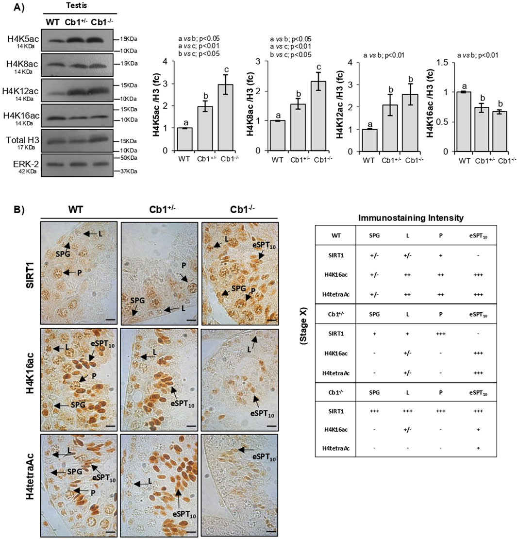 Western blot and immunohistochemistry results are displayed. Panel A shows Western blot bands of testis proteins H4K5ac, H4K8ac, H4K12ac, H4K16ac, Total H3, and ERK-2 for WT, Cb1+/-, and Cb1-/- conditions, with corresponding bar graphs indicating fold change and statistical analysis. Panel B shows immunohistochemistry images for SIRT1, H4K16ac, and H4tetraAc across different genotypes, and a table detailing immunostaining intensity for various structures: SPG, L, P, and eSPT10, across WT, Cb1+/-, and Cb1-/-.
