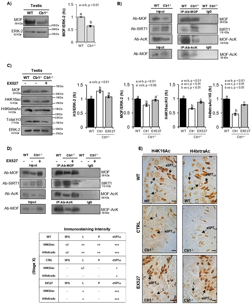 Western blot analysis and immunohistochemistry panel show protein and histone acetylation changes in testis tissue. Panels A to D depict expression levels of MOF, ERK-2, SIRT1, and acetylated histones comparing WT and Cb1-/- mice, with and without EX527 treatment. Statistical significance is indicated. Panel E illustrates immunohistochemical staining of H4K16Ac and H4tetraAc in testis sections, showing varying acetylation levels in spermatogenic cells at different stages. A tabulated summary of immunostaining intensity is included.