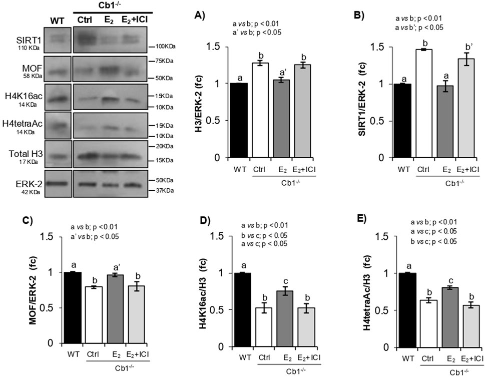 Western blot and bar graphs showing protein expression in Cb1 knockout (Cb1-/-) cells under various conditions: WT, control, E2, and E2 plus ICI. The blot displays bands for SIRT1, MOF, H4K16ac, H4tetraAc, Total H3, and ERK-2 with their molecular weights. Five bar graphs (A-E) denote ratio changes of protein normalized to ERK-2 or H3. Statistical significance is indicated with annotations, where different letters denote significant differences (p < 0.05 or p < 0.01).