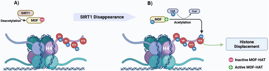 Diagram depicting the process of histone modification. Panel A shows SIRT1 deacetylating MOF, causing it to become inactive. Panel B illustrates SIRT1 disappearance, activating MOF for acetylation, leading to histone displacement. Molecular components such as CoA, active and inactive states of MOF-HAT, and acetylated lysine residues (K5, K8, K12, K16) are labeled.