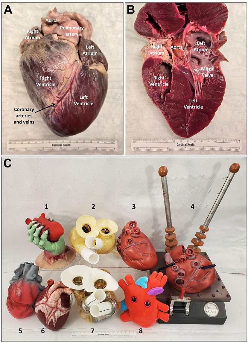 Panel A shows an external view of a pig heart with labeled parts. Panel B displays the same heart bisected to show its interior. Panel C shows the six toy hearts tested in this study alongside two real artificial hearts used clinically to help heart failure patients.