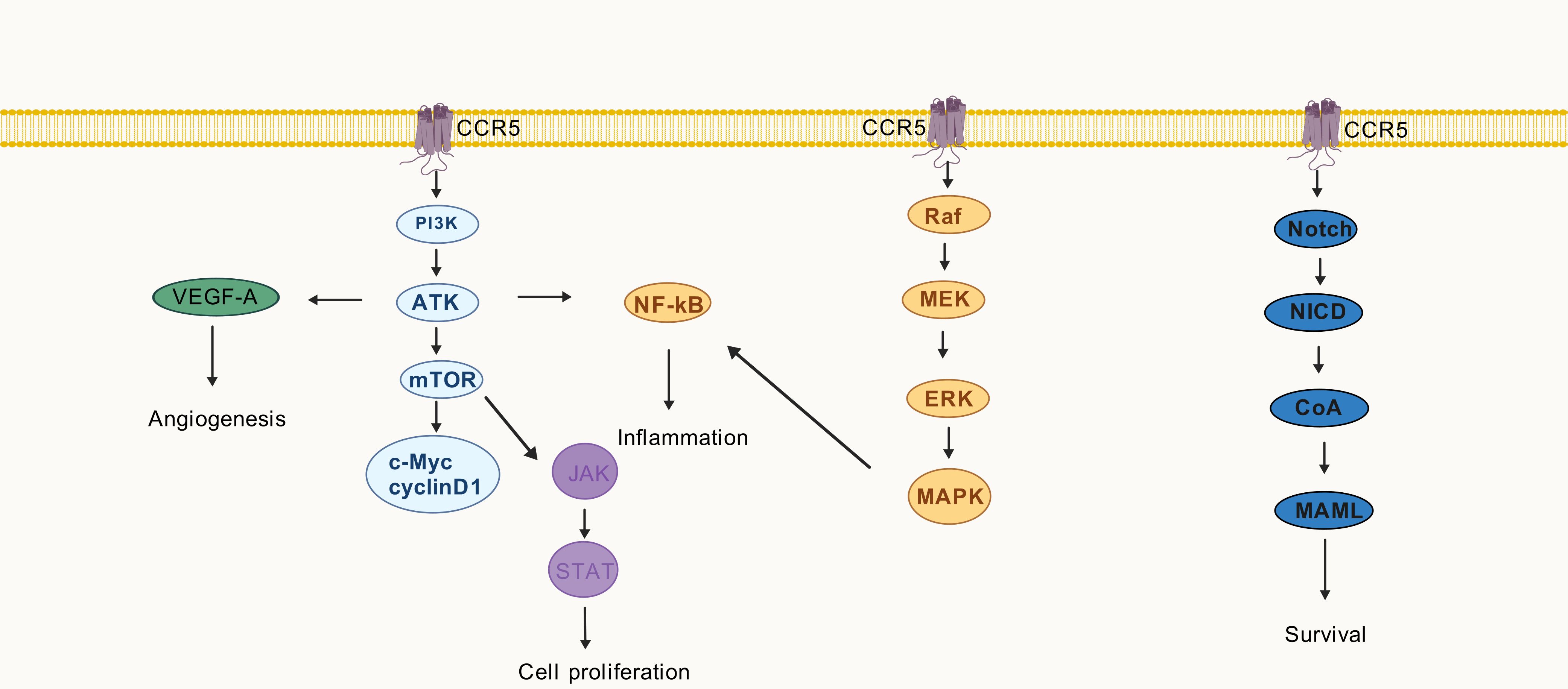 COVID-19 Disease, Women's Predominant Non-Heparin Vaccine-Induced  Thrombotic Thrombocytopenia and Kounis Syndrome: A Passepartout Cytokine  Storm Interplay