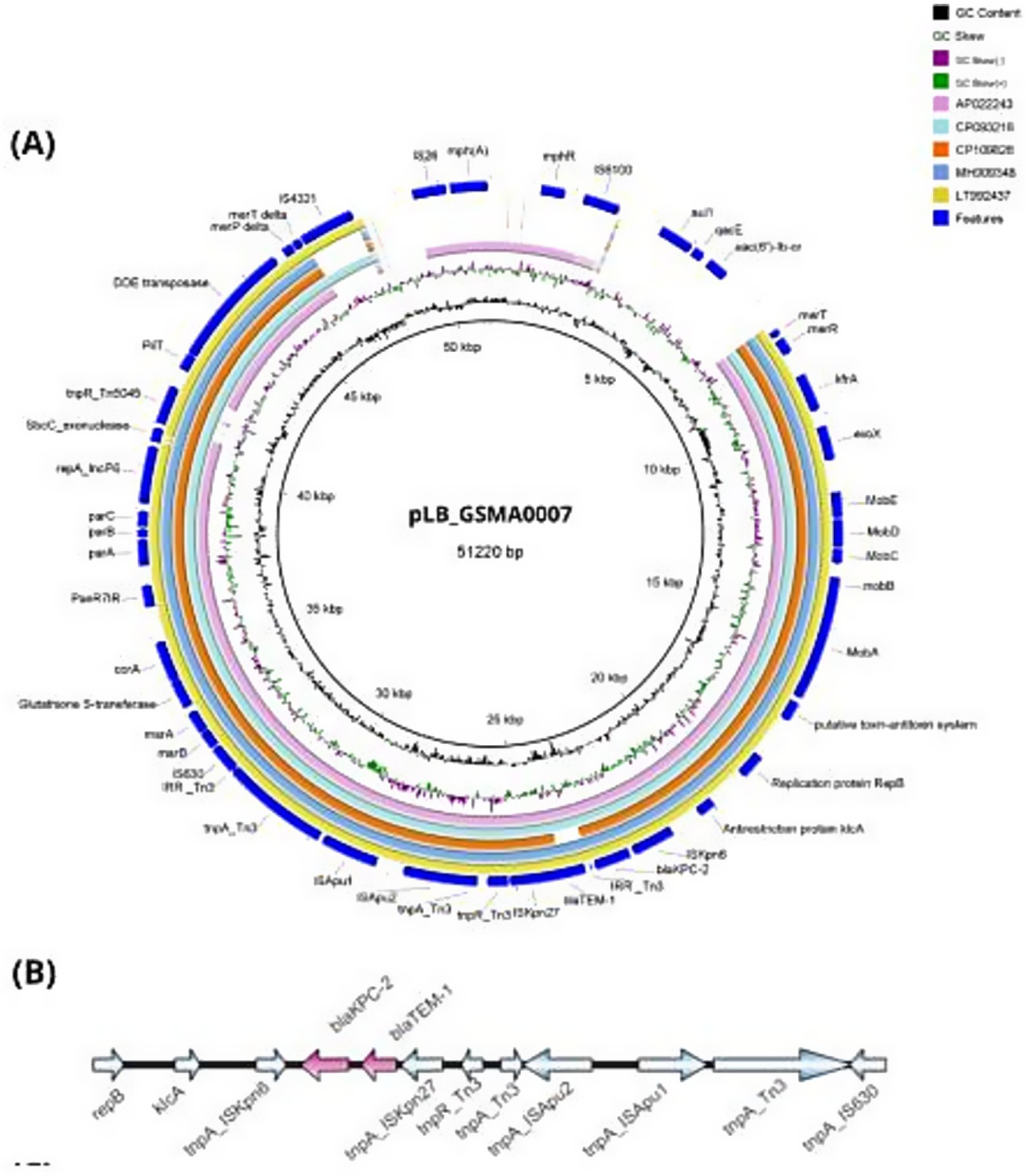 Circular genomic map (A) of plasmid pLB_GSMA0007, 51,220 base pairs, displaying features like transposases and resistance genes, with color-coded segments for gene clusters and GC content. Linear genetic arrangement (B) showing gene sequences, including blaKPC-2 and other resistance elements, as arrows differing in direction and color to indicate various genetic components.