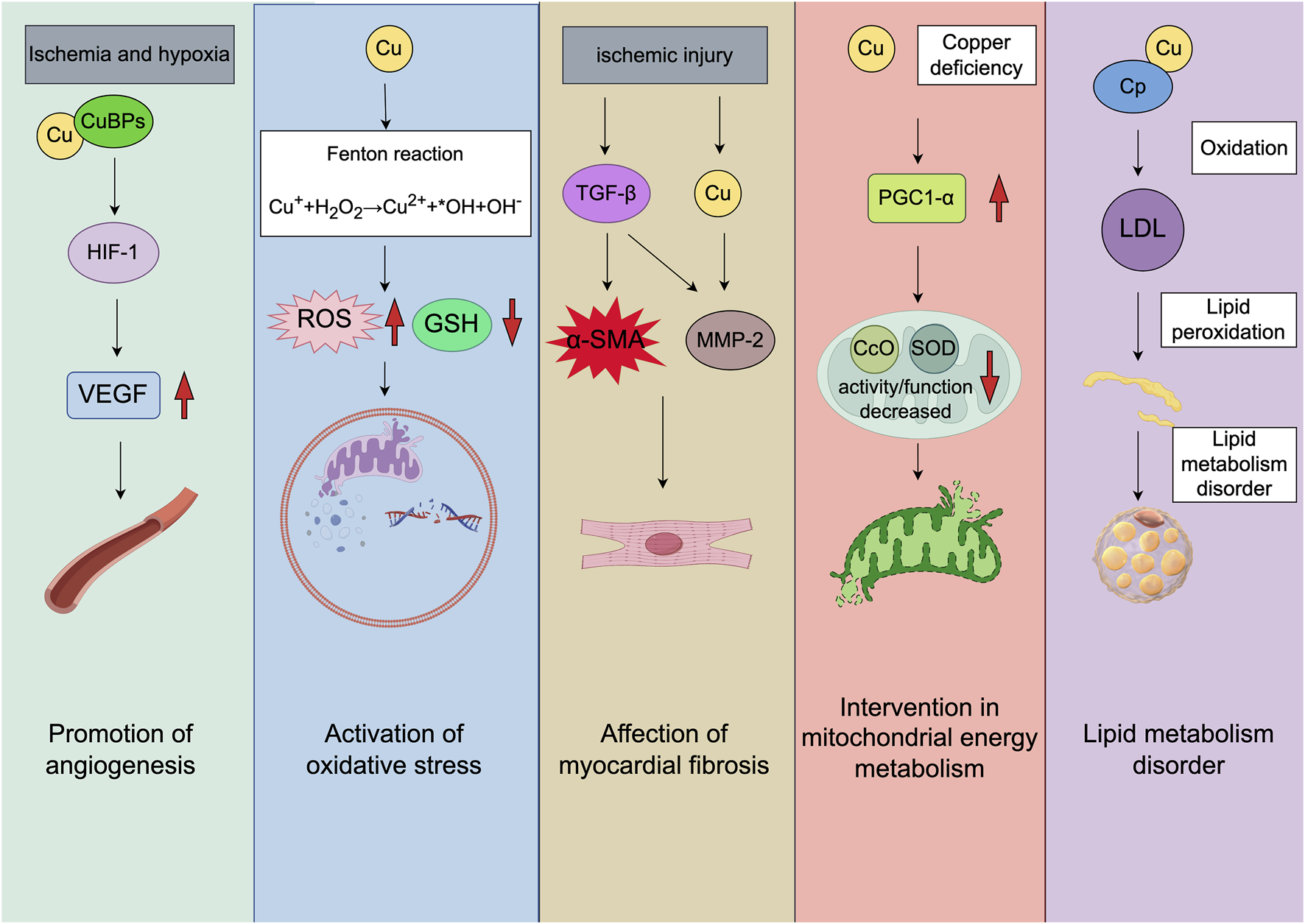 Flowchart illustrating the involvement of copper (Cu) in various biological processes. Sections include ischemia promoting angiogenesis via HIF-1 and VEGF, oxidative stress through the Fenton reaction impacting ROS and GSH, myocardial fibrosis influenced by ischemic injury and TGF-β, mitochondrial energy intervention affected by copper deficiency and PGC1-α, and lipid metabolism disorder through Cp and LDL oxidation. Each section depicts interactions with diagrams and arrows to indicate relationships and effects.