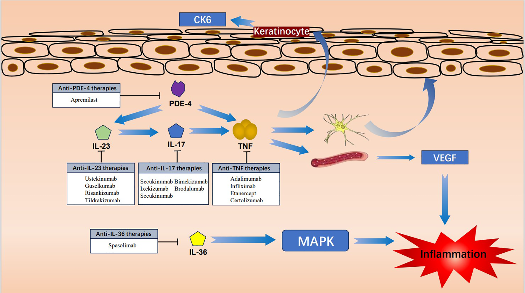 Diagram illustrating the immune pathway leading to inflammation in skin cells. Keratinocytes express CK6 and interact with pathways involving PDE-4, IL-23, IL-17, TNF, IL-36, and MAPK. Anti-inflammatory therapies target these pathways: Apremilast for PDE-4, various drugs for IL-23, IL-17, and TNF, and Spesolimab for IL-36. Arrows indicate the flow towards inflammation, with involvement of VEGF and a blood vessel, showing a resulting inflammation burst.