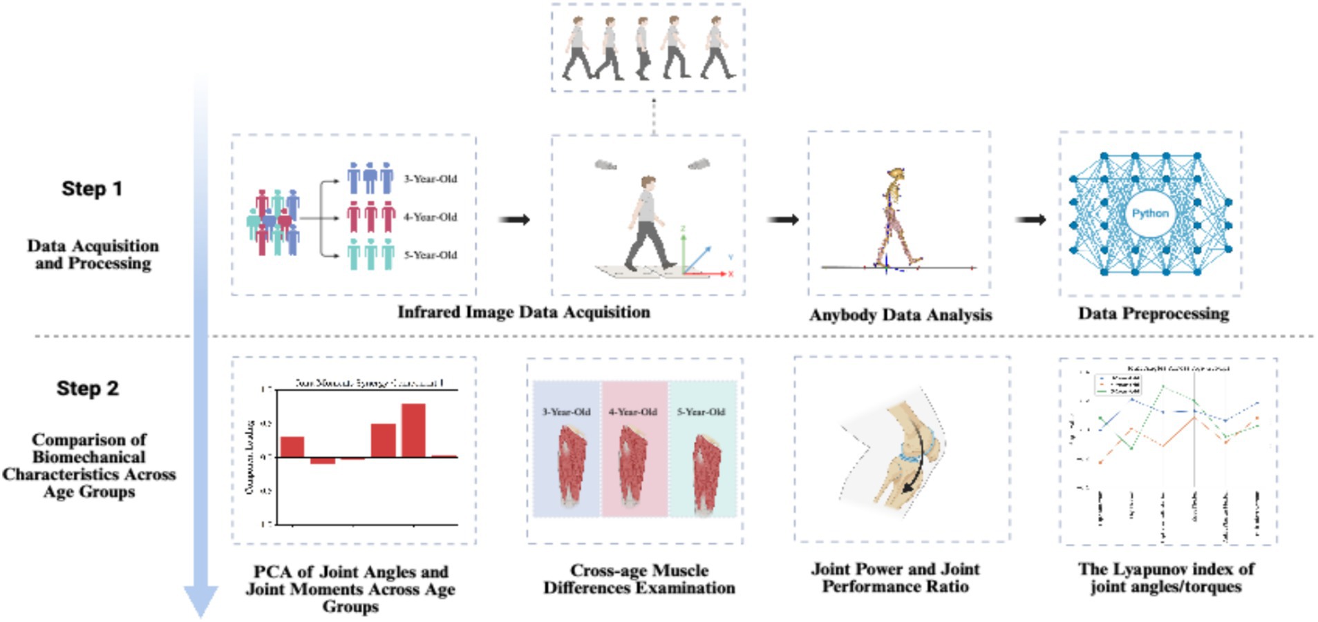 Flowchart illustrating data acquisition and analysis steps for biomechanical study. Step 1 involves infrared image data acquisition, Anybody data analysis, and data preprocessing using Python, focusing on age groups of 3, 4, and 5-year-olds. Step 2 includes comparison of biomechanical characteristics, analyzing PCA of joint angles, cross-age muscle differences, joint power ratio, and Lyapunov index of joint angles.
