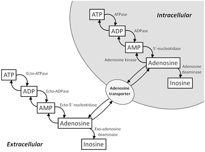 The role of ATP in sleep regulation
