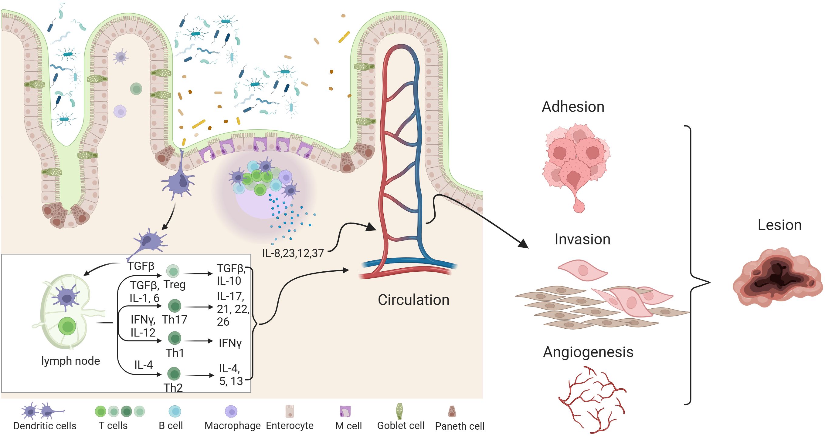 Diagram showing the process of immune response in the intestines. It includes cells like dendritic cells, T cells, and macrophages interacting with bacteria. Cytokines such as TGFβ and IL play roles in lymph nodes. The response progresses to circulation, adhesion, invasion, angiogenesis, and lesion formation, illustrating inflammation and immune regulation in the gut microenvironment.