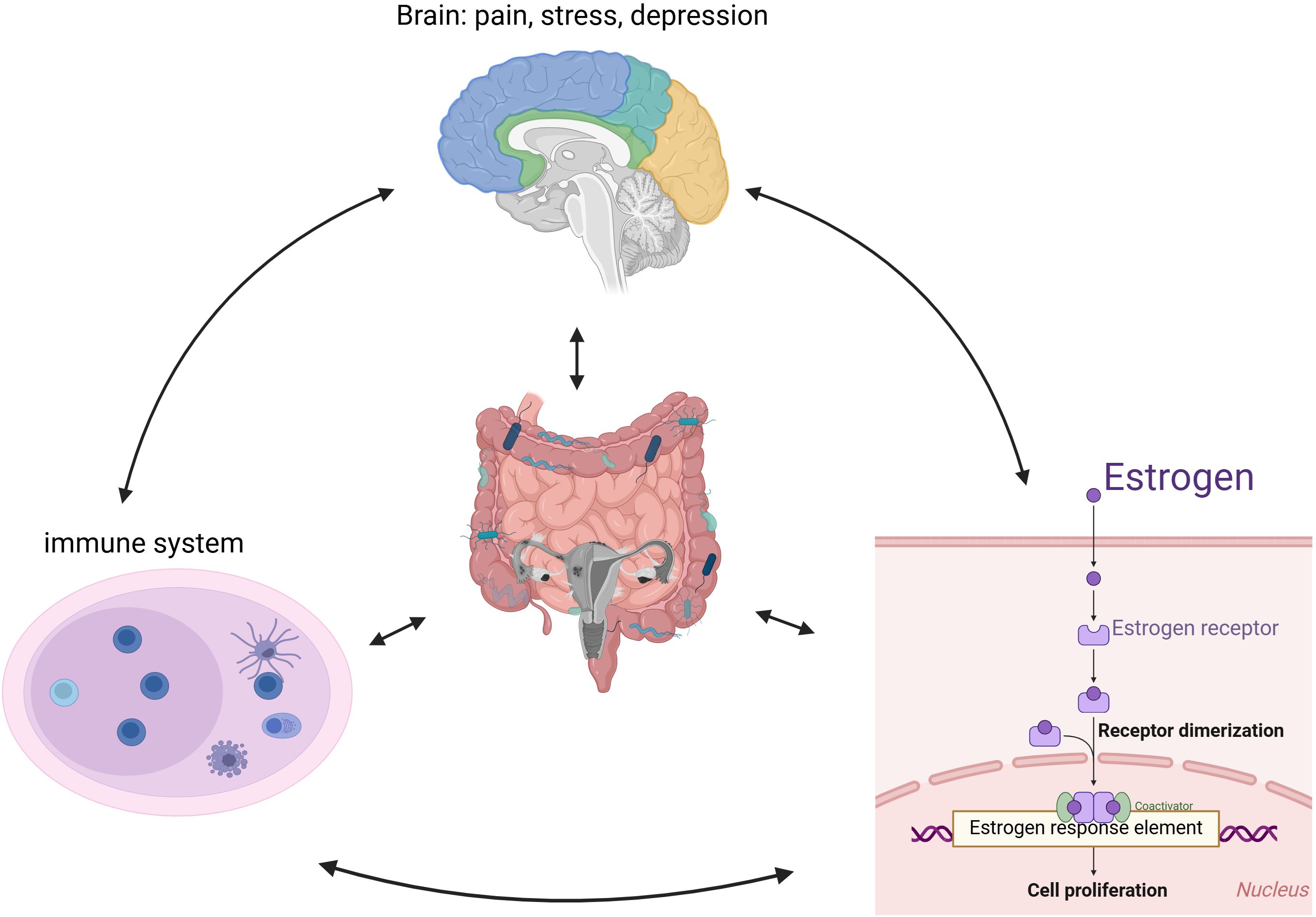 Diagram illustrating interactions between the brain, immune system, gut, and estrogen. The brain is labeled with “pain, stress, depression.” Arrows indicate bidirectional communication between the gut, immune system, and brain. An inset shows estrogen binding to its receptor, causing receptor dimerization and activation of the estrogen response element, leading to cell proliferation in the nucleus.