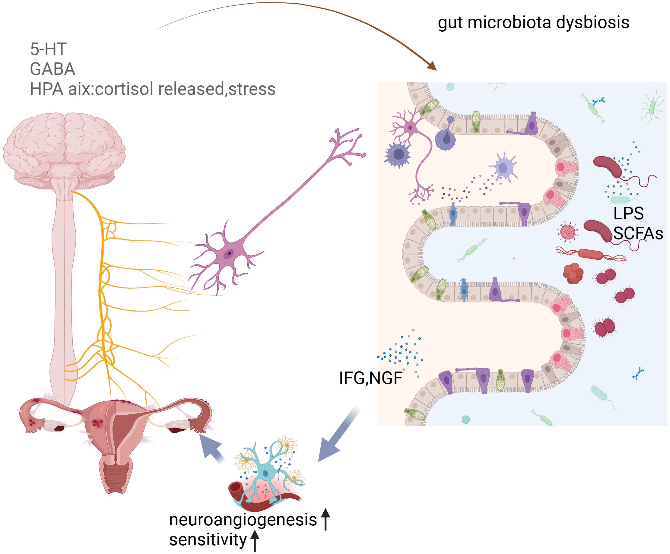 Illustration depicting the gut-brain axis and its effects on the reproductive system. Shows the brain, spinal cord, and intestines with microbes labeled LPS and SCFAs. Text indicates neurotransmitters like 5-HT, GABA, and cortisol release from HPA axis. Arrows suggest influence on neuroangiogenesis and sensitivity, with references to gut microbiota dysbiosis.